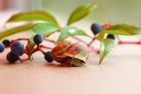 Snail crawls out of the house. Against the background of wild grapes branch. Shallow depth of fieldの写真素材