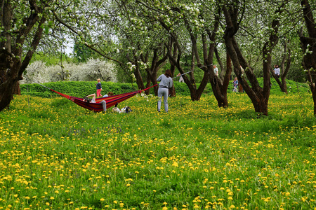 MOSCOW, RUSSIA - MAY 12, 2019. Spring in Moscow. Residents walk in the apple orchards of the Kolomenskoye reserve.のeditorial素材