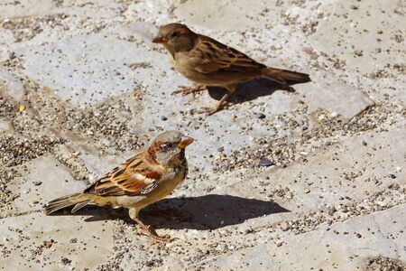 Two sparrows on cobbled pavement