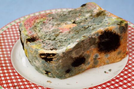 Moldy bread. Slice of spoiled bread on a plate. Shallow depth of field