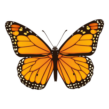 Vector illustration of hand drawn monarch butterfly isolated on white backgroundのイラスト素材