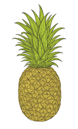 Hand drawn decorative pineapple. Stylized colorful fruit. Summer spring , nature collection.のイラスト素材