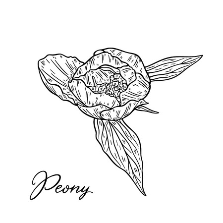 Peony flower hand drawn in lines. Black and white graphic doodle sketch floral vector illustration. Isolated on white backgroundのイラスト素材