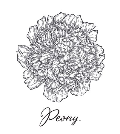 Peonis flower hand drawn in lines. Black and white monochrome graphic doodle elements. Isolated vector illustration, template for designのイラスト素材