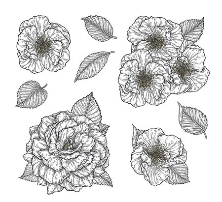 Rose flower and leaves hand drawn in lines set. Black and white monochrome graphic doodle elements. Isolated vector illustration, template for designのイラスト素材