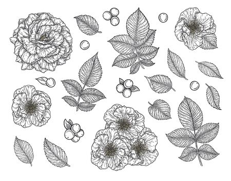 Rose flower and leaves hand drawn in lines set. Black and white monochrome graphic doodle elements. Isolated vector illustration, template for designのイラスト素材