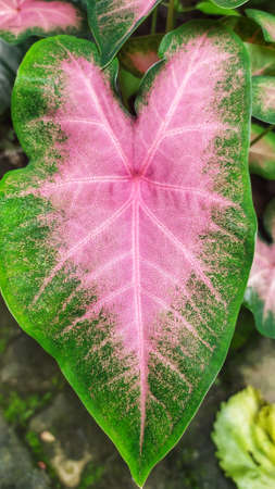 Heart-shaped leaf in a pink and green colorの写真素材