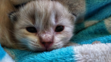 Cute white cat in a blue blanketの写真素材