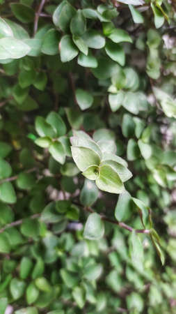 Small green leaves in a gardenの写真素材