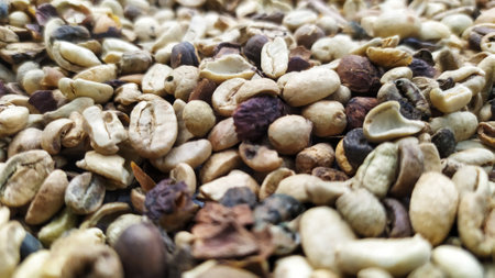 fresh coffee beans after dryingの写真素材