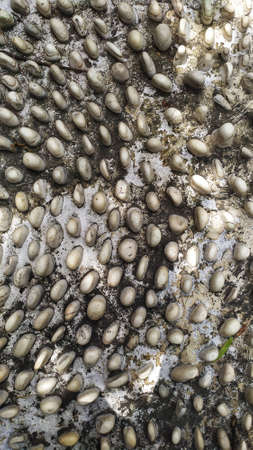 embossed stone arrangement for reflexologyの写真素材