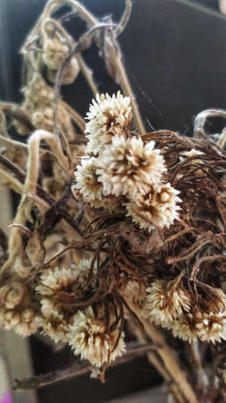 Dried little flowersの写真素材