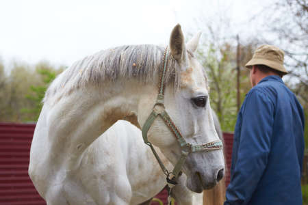 portrait of racing white horse in stable