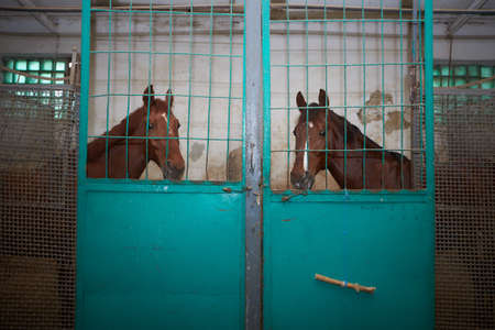 Two racing brown horse horse in stable