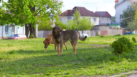 Two stray dogs walk on the street. Sterilized dog with a mark on his ear. Abandoned, homeless stray...
