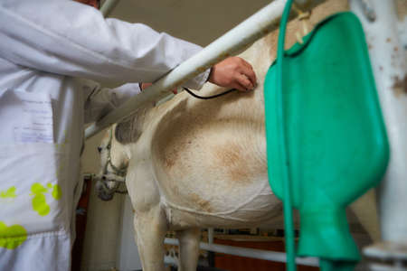 Veterinarian during medical exam (listening to heartbeat and lung) of the horse. Veterinarian doctor with horse - intravenous injectionsの写真素材