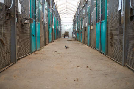 Two racing brown horse horse in stableの写真素材