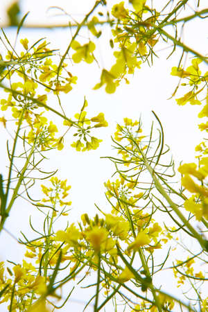 Field of Mustard plants stretches off into the distance on a sunny day.