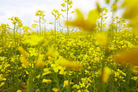 Field of Mustard plants stretches off into the distance on a sunny day.