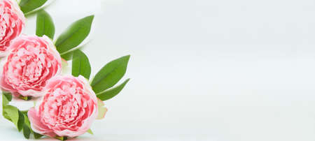 Blooming pink peony on a white background. Space for textの写真素材