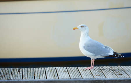 Seagull sitting on Pier in Irelandの写真素材
