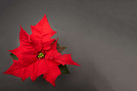 Red poinsettia flower on the dark backgroundの写真素材