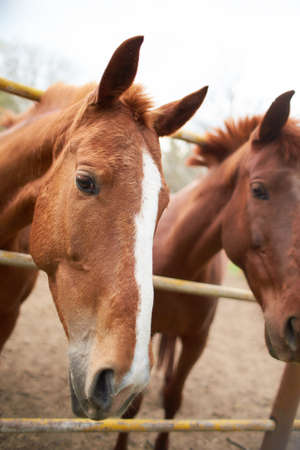 Closeup of horse nose in the stableの写真素材