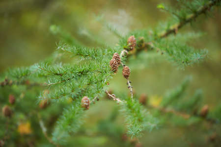 A plentiful amount of small pine cones are growing on the branch of this tree in a natural autumn forest setting.の写真素材