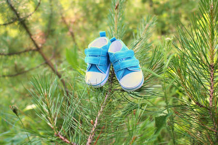 close-up of blue baby shoes on the pine branch in the forestの写真素材
