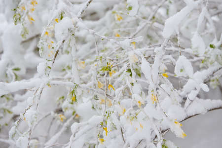 Spring blossom trees under the snow. Branches cherry with pink flowers under the snow. Spring cataclysmの写真素材