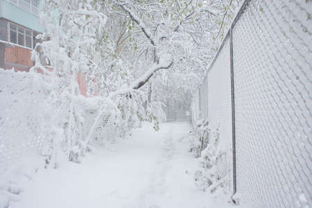 winter landscape with snow on trees. snowy branches. snowy fence