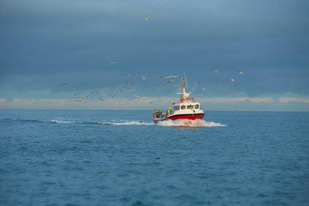 Fishing boat surrounded by black-headed gulls in coming back to the port at the sunsetの写真素材