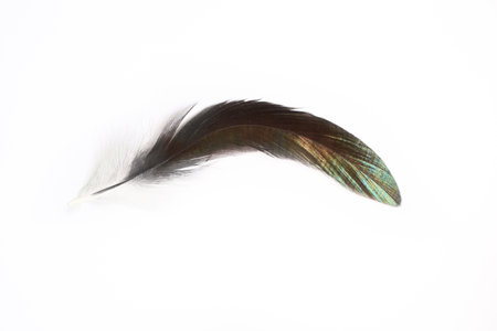 Yellow and black cock feather isolated on white background