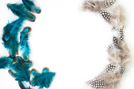 Beautiful fragile little bird feather isolated on white background. Quail feathers.の写真素材