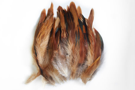 Yellow and black cock feather isolated on white background