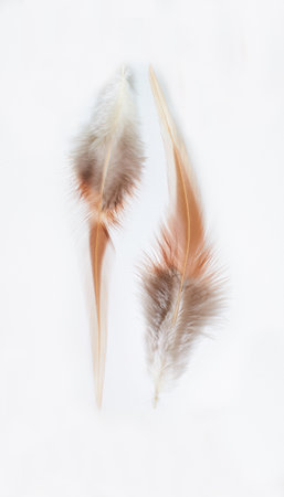 Yellow and black cock feather isolated on white backgroundの写真素材