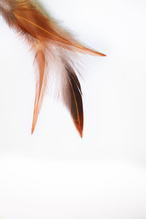 Yellow and black cock feather isolated on white background