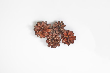 Brown pine cone on white background