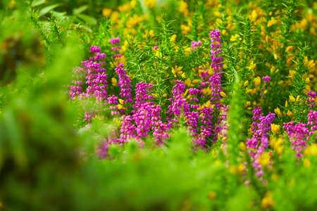 Blooming purple lupine flowers close-up, green summer field. Nature, plants, botany, gardening.の写真素材