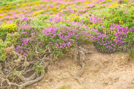 Blooming purple lupine flowers close-up, green summer field. Nature, plants, botany, gardening.の写真素材