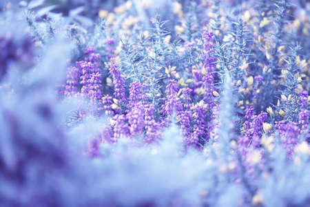 Blooming purple lupine flowers close-up, green summer field. Nature, plants, botany, gardening.の写真素材