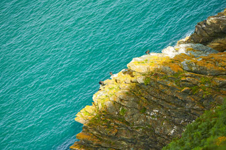 The cliff on the blue ocean waves and green grass hills and birds flying around.の写真素材