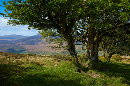 A trees during the day with grass and mountains in background.の写真素材