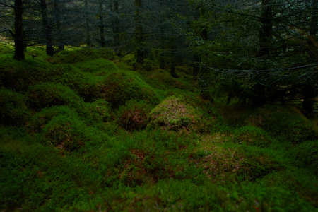 A magical pine tree forest during the day with moss and grass.