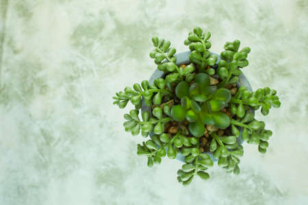 Succulent plant in pot on green grunge cement texture background. Style interior decoration.の写真素材