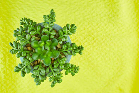 Succulent plant in pot on yellow background. Style interior decoration.の写真素材