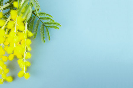 Blooming yellow wild flowers isolated on blue background. Space for textの写真素材