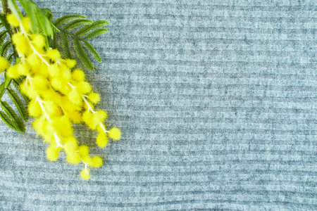 Blooming yellow wild flowers isolated on grey cloth background. Space for text.の写真素材