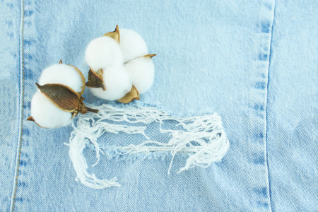 Cotton flowers on blue jeans cloth background.