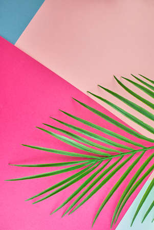 Green leaf of palm tree isolated on pink background.